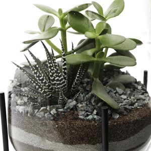 Terrarium Berlyn avec 4 succulentes