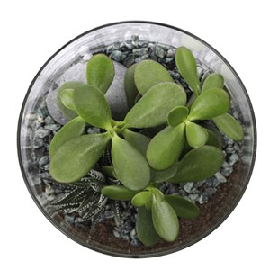 Terrarium Berlyn avec 4 succulentes