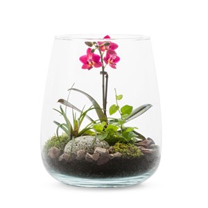 Terrarium orchidée Alzada