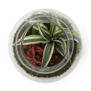 Terrarium autonome Havana small