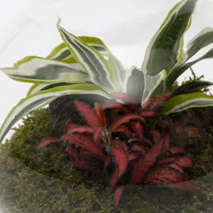 Terrarium autonome Havana small