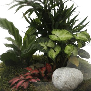 Terrarium autonome Boltom
