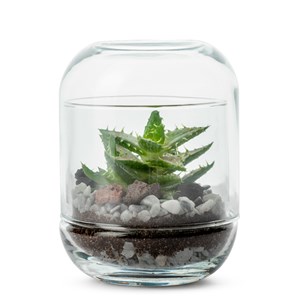 Mini terrarium 1 succulente