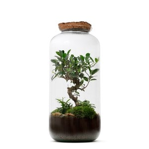 Terrarium bonsaï large