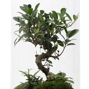 Terrarium bonsaï large