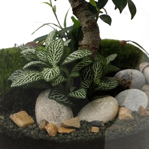 Terrarium bonsaï large