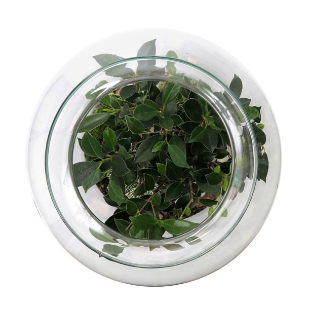 Terrarium bonsaï large Nature & Découvertes