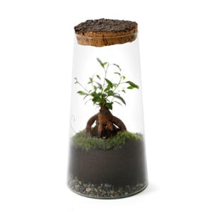 Terrarium ficus verre et liège