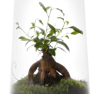 Terrarium ficus verre et liège
