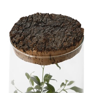 Terrarium ficus verre et liège