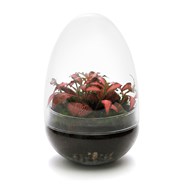 Terrarium bulle à suspendre – Jardinerie Fortier