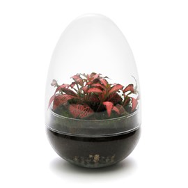 Terrarium œuf fittonia verre