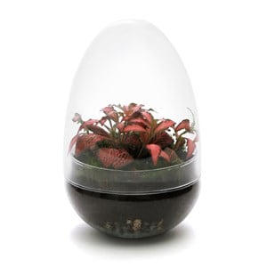 Terrarium œuf fittonia verre