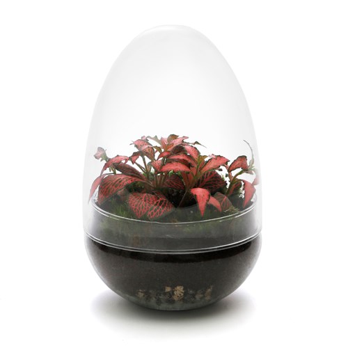 Nature & Découvertes - Terrarium œuf fittonia verre