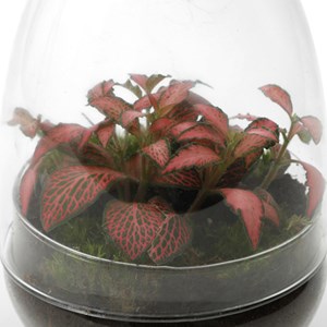 Terrarium œuf fittonia verre