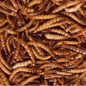 Coffret prendre soin des rouges-gorges