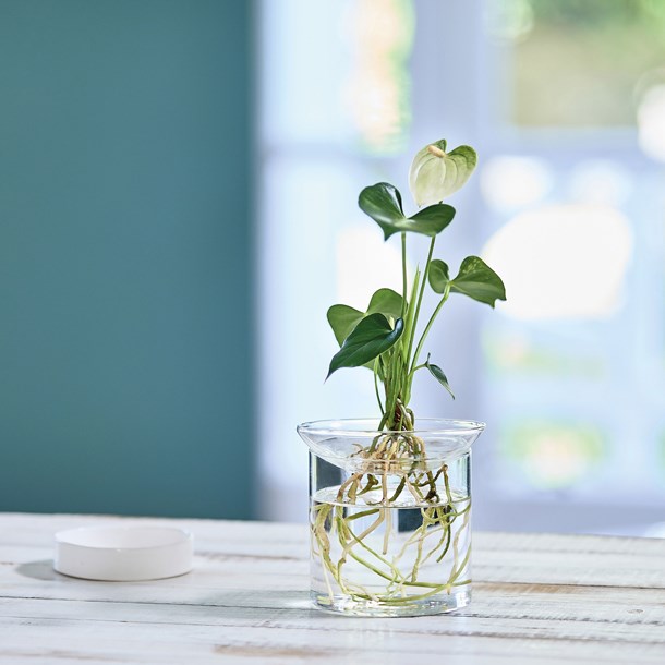 Nature & Découvertes - Vase de germination en verre XL