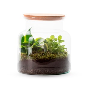 Terrarium Jungle en verre