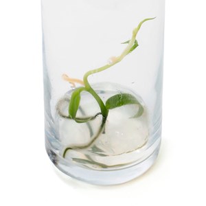 Plant de vanille en bouteille