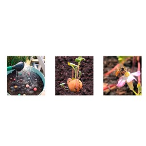 Billes graines de fleurs bio à planter