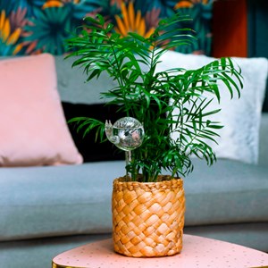 Escargot d'arrosage en verre