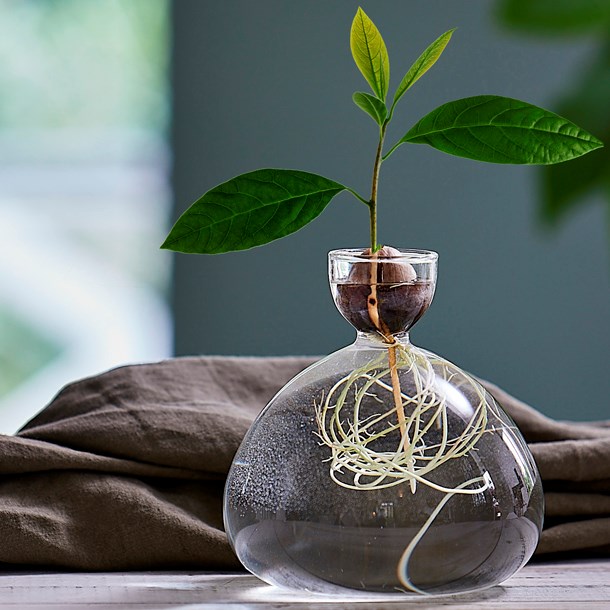 Nature & Découvertes - Vase de germination pour avocat