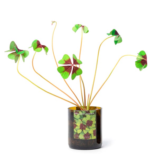 PYEUIFT Pot De Récompense Pour Les Enfants Avec 25 Trèfles à