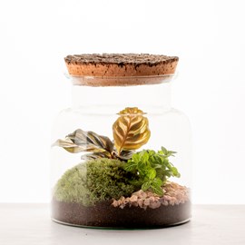 Petit terrarium Lyo