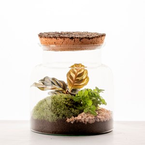 Petit terrarium Lyo