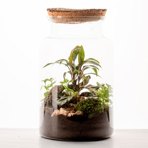 Moyen terrarium Lyo