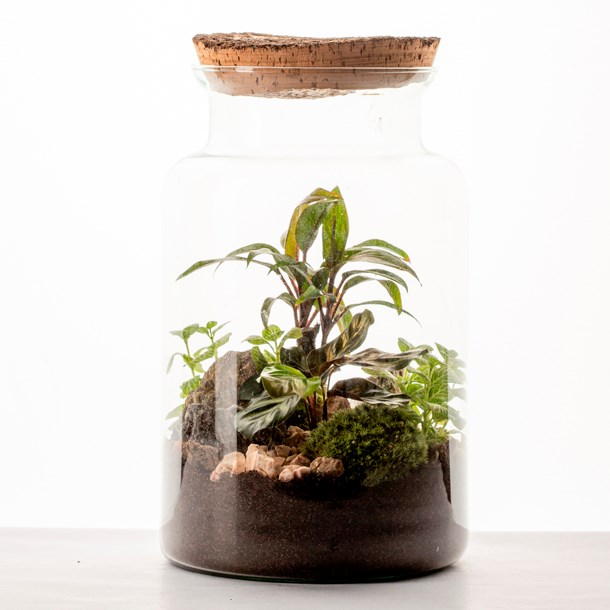Nature & Découvertes - Moyen terrarium Lyo