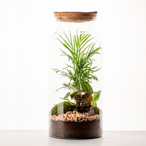 Grand terrarium Lyo