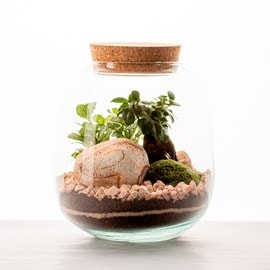 Terrarium Moly