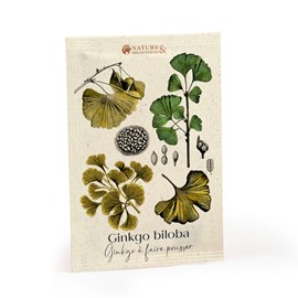 Sachet de graines Gingko Biloba