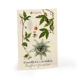 Graines de passiflore