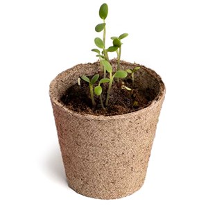 Les cultures zodiacales à faire pousser Bélier