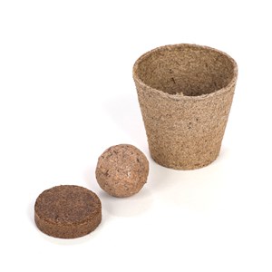 Les cultures zodiacales à faire pousser Cancer