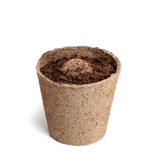 Les cultures zodiacales à faire pousser Lion