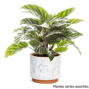 Plante verte et son pot en céramique