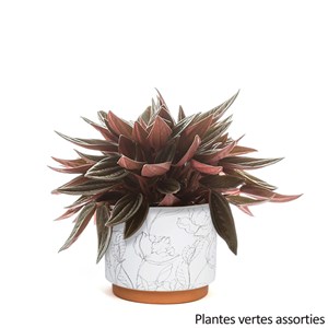 Plante verte et son pot en céramique