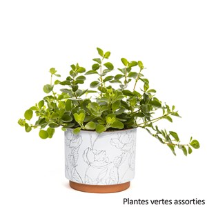 Plante verte et son pot en céramique