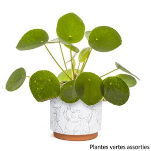 Plante verte et son pot en céramique