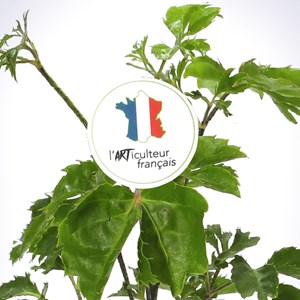Grand terrarium Green Tower