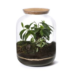 Terrarium Candy Ginseng