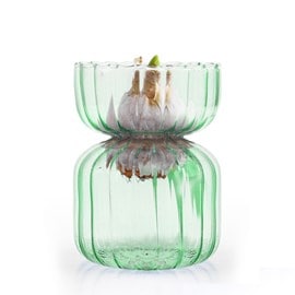 Vase et bulbe de jacinthe vert