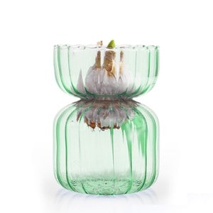 Vase et bulbe de jacinthe vert