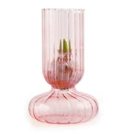 Vase et bulbe de jacinthe rose