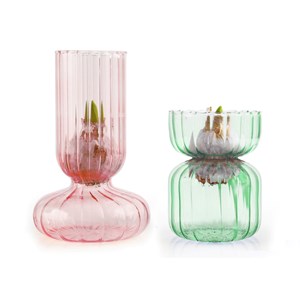 Vase et bulbe de jacinthe rose