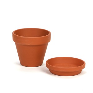 Kit de culture mimosa sensitif