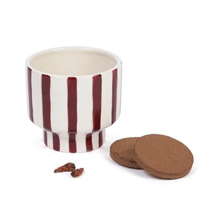 Trèfles pourpre à faire pousser